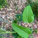 Smilax herbacea ഇല