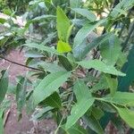 Santalum album Leaf