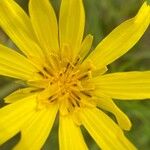Tragopogon orientalis Flower