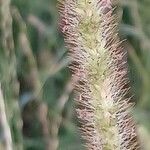 Setaria pumila花