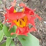 Tulipa agenensis Λουλούδι