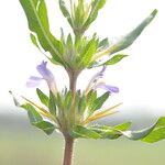 Hygrophila auriculata Folha