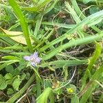 Erodium ciconiumFlower