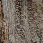 Ceiba pentandra 樹皮