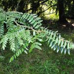 Gleditsia triacanthos পাতা