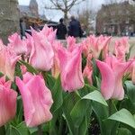 Tulipa didieri പുഷ്പം