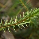 Thymelaea coridifolia List