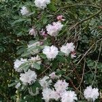 Rhododendron oreodoxa Habit