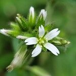 Cerastium glomeratum Flower