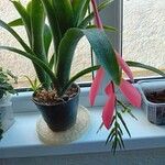 Billbergia nutans Blatt