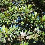 Ficus rubiginosa Alkat (teljes növény)
