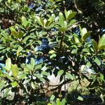 Ficus rubiginosa عادت داشتن