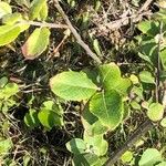 Salix cinerea Leaf