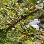 Cotoneaster simonsii Fulla