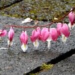 Lamprocapnos spectabilis Kwiat