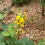 Crotalaria pallida Λουλούδι