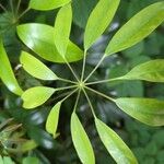 Schefflera arboricola Leaf