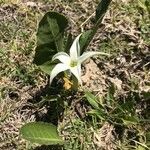 Jaborosa integrifolia Λουλούδι