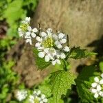 Alliaria petiolata Flower