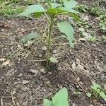 Helianthus annuusLevél