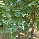 Tilia x europaea Vekstform