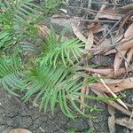 Pteris wallichiana Flower