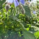 Borago officinalisЦвят