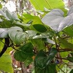 Dioscorea alata Агульны выгляд