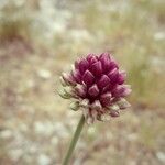 Allium lineare Flor