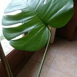 Monstera minima Folha