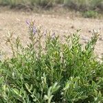 Oxytropis lambertii Flower