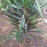 Yucca aloifolia Folha