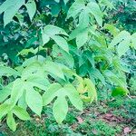 Passiflora platyloba Blad