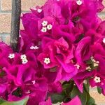 Bougainvillea × buttianaКветка