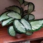 Calathea picturata Lehti