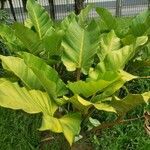 Philodendron melinonii Pokrój
