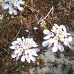 Iberis procumbens Kukka