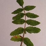 Rhus coriaria Otro