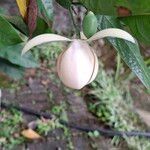 Magnolia coco