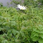 Leucanthemum vulgare Buveinė