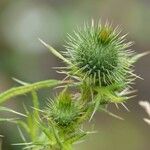 Cirsium vulgare 葉