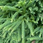 Cryptomeria japonica葉