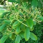 Viburnum sieboldii Levél