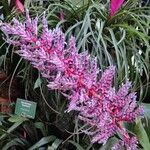 Aechmea fendleri 花