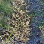 Agrostis stolonifera Fruit