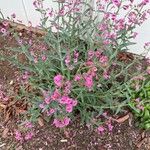 Penstemon parryi Flower