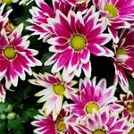 Chrysanthemum indicum 花