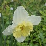 Narcissus × incomparabilis Flower