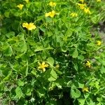 Oxalis stricta Fulla