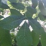 Carya glabra List